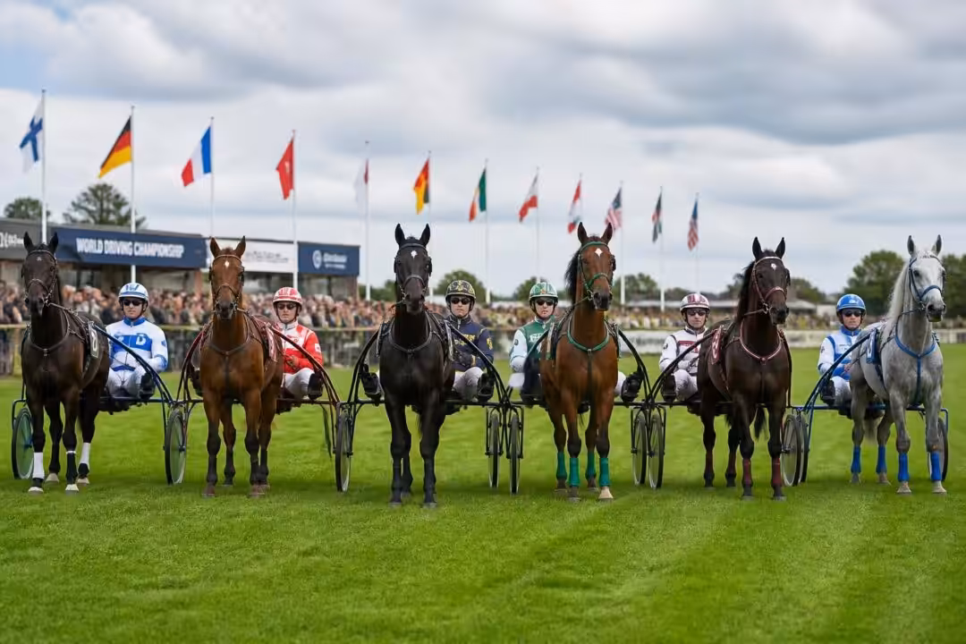 découvrez les six meneurs sélectionnés pour représenter la france au championnat mondial d'attelage, une compétition prestigieuse réunissant les meilleurs talents du sport équestre.